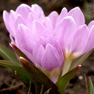 Colchicum triphyllum